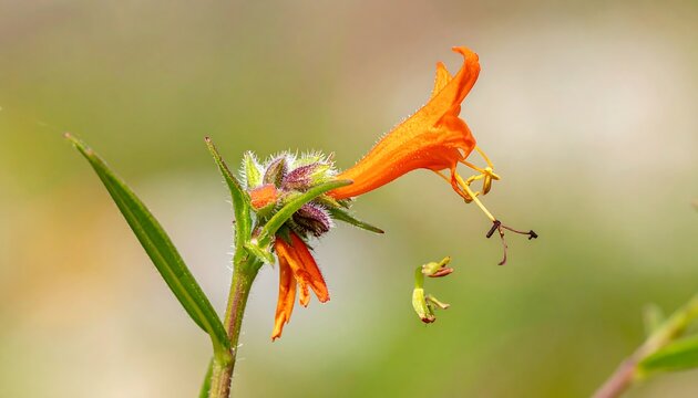 Close-up of a vibrant orange flower with delicate pistils in nature