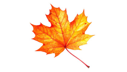 Vibrant orange maple leaf with delicate veins, isolated on black. Warm autumn hues transition from red to yellow