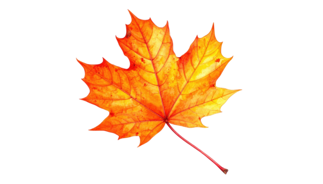 Vibrant orange maple leaf with delicate veins, isolated on black. Warm autumn hues transition from red to yellow