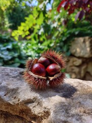 chestnuts on the ground