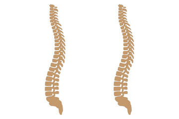 Human spine illustration showing two vertebral columns, anatomy and medical education concept. eps 10
