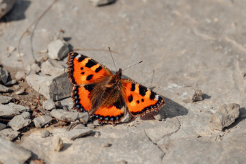 Kleiner Fuchs (Aglais urticae) auf dem Weg zum Chäserrugg, 2150 m ü. M.