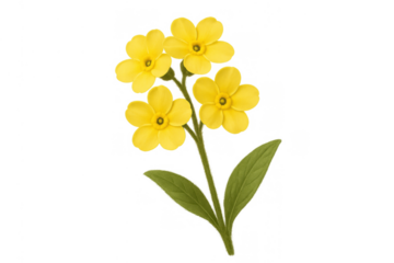 Yellow primrose flower illustration with green leaves, spring botanical plant design element on transparent background