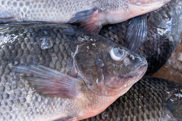Fresh Fish at Local Market Displayed on Ice with Natural Light.
