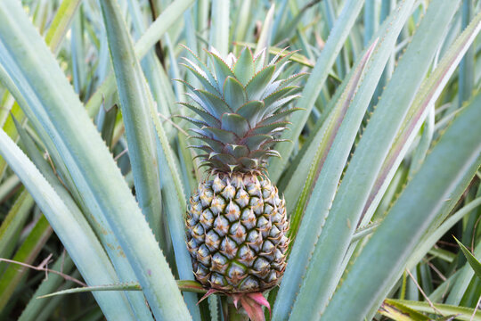 Pineapple fruit on plant