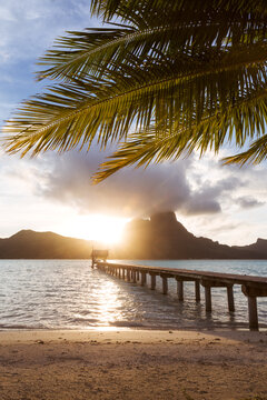 Jetty and palm tree at sunset, Bora Bora, French Polynesia