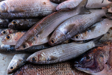Fresh Fish at Local Market Displayed on Ice with Natural Light.