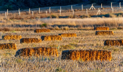 A rural landscape scene with multiple rectangular hay bales resting in a dry harvested field under the warm light of the setting sun