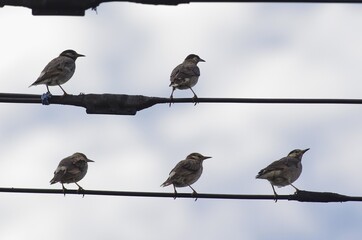 Mukudori (Grey Starling): [Spodiopsar cineraceus], a species of bird in the starling family within the order Passeriformes.