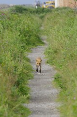 Northern fox (kita-kitsune) [Vulpes vulpes schrencki] ,  a subspecies of the red fox widely distributed across the Northern Hemisphere. An individual walking along the coastal town's path in search of