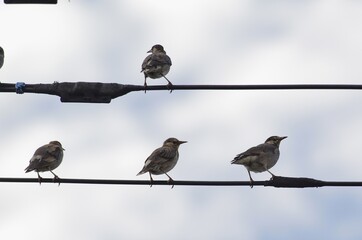 Mukudori (Grey Starling): [Spodiopsar cineraceus], a species of bird in the starling family within the order Passeriformes.