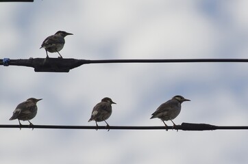 Mukudori (Grey Starling): [Spodiopsar cineraceus], a species of bird in the starling family within the order Passeriformes.