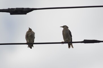 Mukudori (Grey Starling): [Spodiopsar cineraceus], a species of bird in the starling family within the order Passeriformes.