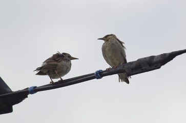 Mukudori (Grey Starling): [Spodiopsar cineraceus], a species of bird in the starling family within the order Passeriformes.
