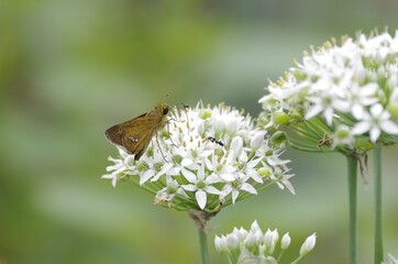 Straight Swift (Ichimonji seserri)  [Parnara guttata] and and garlic chive flowers