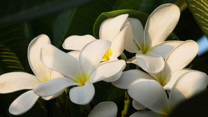 Obraz premium Closeup of bloomed garden plant with white flowers