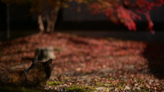 紅葉の色づいた日本庭園でくつろぐサビ猫