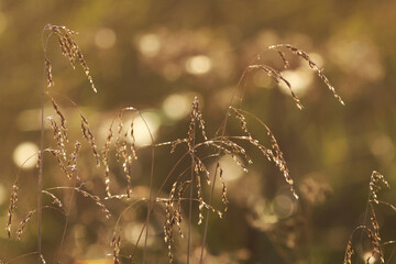 The sandy meadow is such a delicate creation of nature