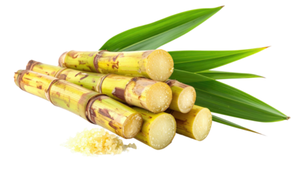 Cut sugarcane stalks bundled with vibrant green leaves, beside a small pile of shredded cane