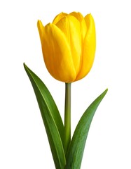 A bright yellow tulip flower with green leaves and stem