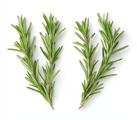Fototapeta premium Two fresh green rosemary herb sprigs isolated on white background showing detailed needle-like leaves