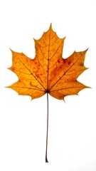 Fototapeta premium A single, vibrant autumn leaf against a stark white background