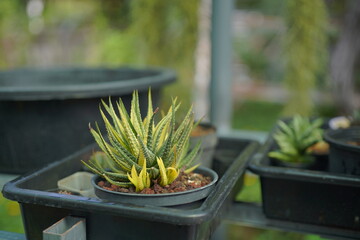 A vibrant succulent plant in a black pot, basking in soft natural light, symbolizing simplicity, growth, and the beauty of minimal garden life.