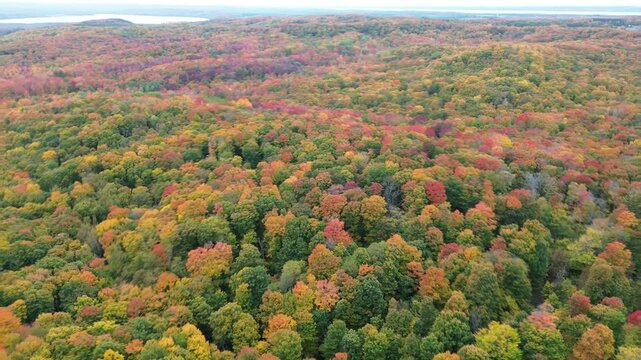 秋の果樹園と紅葉に包まれたミシガンの田園風景（4Kドローン映像）