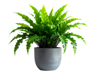 Angled Side View of Bird’s Nest Fern in Minimal Grey Planter, Realistic PNG Isolated 