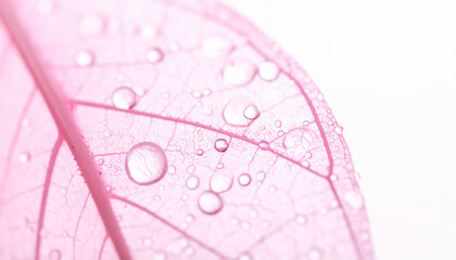 Pink Skeleton Leaves　Translucent Botanical Background　Ultra-Minimal Horizontal Macro Composition of Overlapping Soft Pale Pink Transparent Leaves
