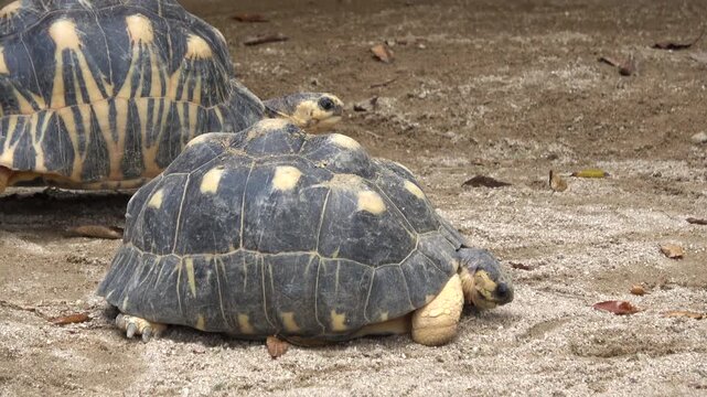 Two Endangered Radiated Tortoises Walking Slowly. 4K  