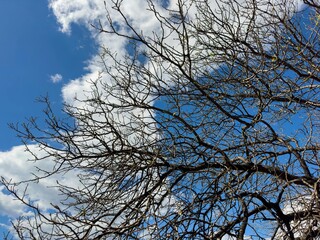 tree branches against blue sky