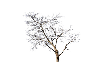 Fototapeta premium tree silhouette isolated on white