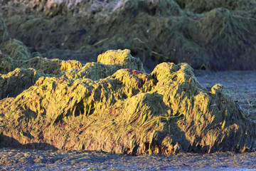 smelly mud on the seashore