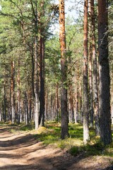 Obraz premium Explore a tranquil forest path surrounded by towering trees. This serene journey captures the essence of nature, making it perfect for wellness, travel, and eco-friendly themes.