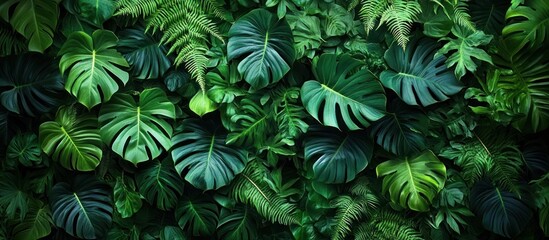 Fototapeta premium Dense arrangement of various large green tropical leaves with lush texture and deep contrasting shades creating a vibrant natural pattern