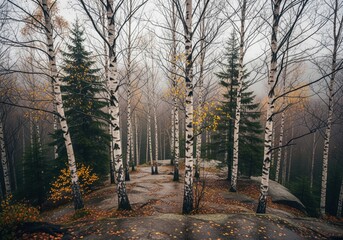 Moody autumn forest grove of white birch trees and evergreens in thick fog.