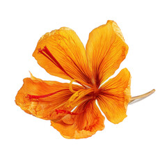 Saffron png saffron spice png saffron thread png saffron stigma png red saffron png spice png culinary saffron png saffron strand png cooking spice png transparent background image