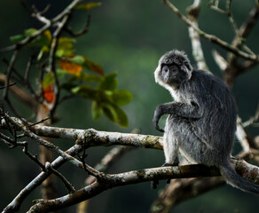 Javan Lutung in Meru Betiri National Park - Indonesia 