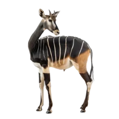 Sierkussen Antilope A male bongo antelope standing in front of a transparent background.  © Dara