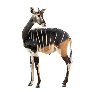 A male bongo antelope standing in front of a transparent background.