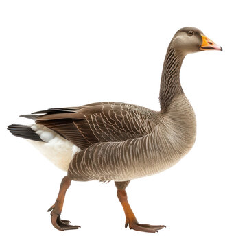 A gray goose walking on a transparent background.