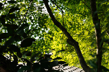 京都大原の里の風景