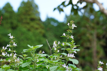 京都大原の里の道端に咲くハーブの花