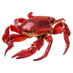 Bright red crab png marine crab png ocean crab png seafood crab png crustacean png beach crab png sea creature png coastal crab png shellfish png crab png transparent background image