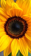 A close-up view of a vibrant, bright-yellow blooming flower