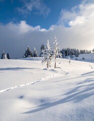 A wintry landscape with snow-covered trees, a bright sky, and shadows