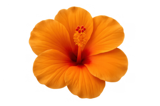 Hibiscus flower petals and pistil, vibrant orange bloom, tropical flora on transparent background