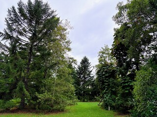 林間の芝生と高木、曇り空 / Green Lawn and Tall Trees under Overcast Sky, Japan