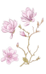 Hand Drawn Watercolor Magnolia Flower Set Elegant Botanical Illustration Collection